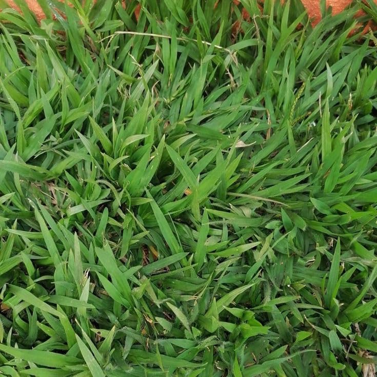 Radha Krishna Agriculture Imported Buffalo Grass Seeds for Home and Gardening (PACK OF 800 grm) (B0D9LFDRZN) Amazon Price History, Amazon Price Tracker