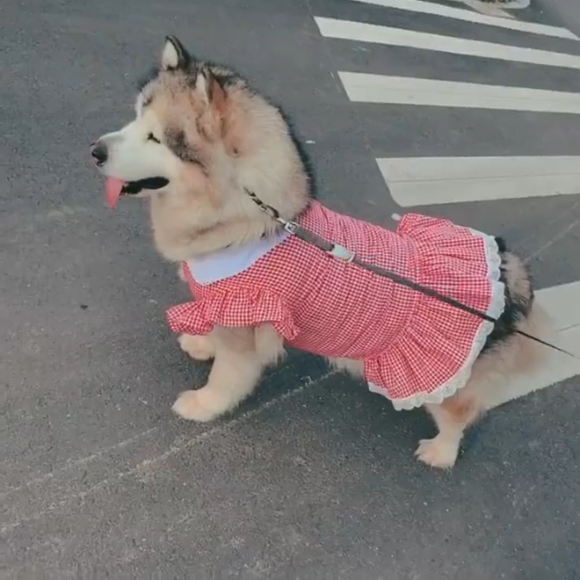 Dog Dresses For Large Dogs Girl Cute Dog Birthday Dress Soft