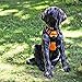 rabbitgoo Dog Harness No Pull with 2 Leash Clips, Adjustable Soft Padded, Reflective Oxford No Choke Pet Vest with Easy Control Handle for Medium Sized Dogs,Orange, M