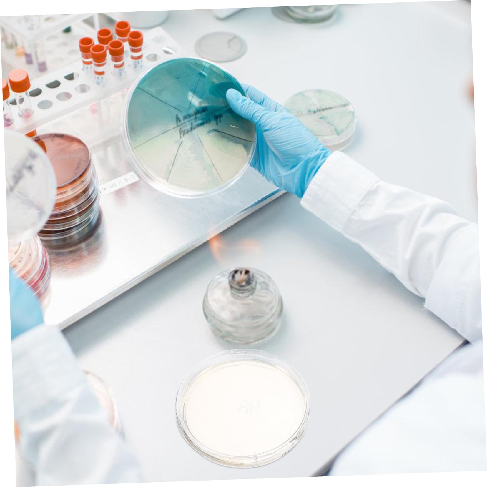 FUNOMOCYA 10pcs Agar Plate Experiment Supplies Science Projects Tool Laboratory Supplies Prepoured Petri Dish Agar Petri Dishes Agar Petri Plates Petri Dishes with Agar