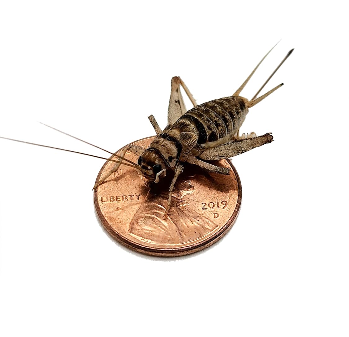 Josh's Frogs 1 Large Adult Banded Crickets