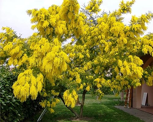 Rare Plant Tree Seeds Acacia Dealbata Tree Or Shrub 100+ Seeds - Silver Wattle Mimosa
