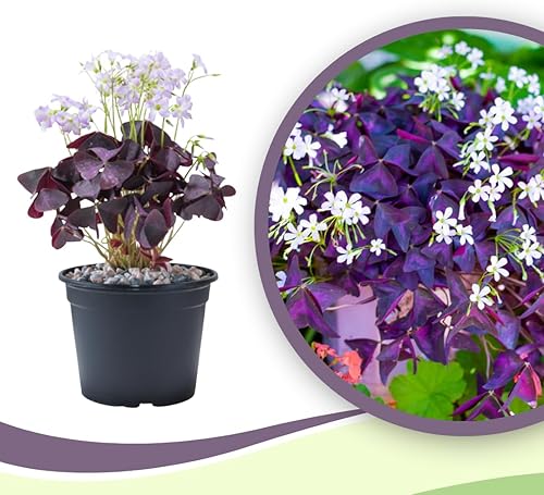 Planta Oxalis de color púrpura intenso, arbusto de trébol morado, planta ornamental de floración de primavera, 4-8 pulgadas de alto para crecer