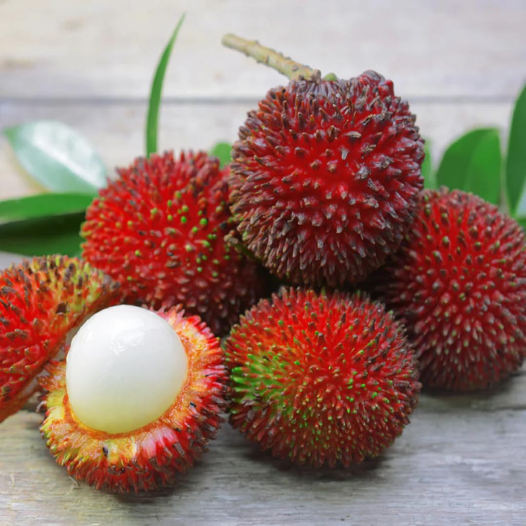 Nursery Live Rare Pulasan/Nephelium mutabile (Bud Grafted, Hybrid) Exotic 1 Live Fruit Plant (B0DBWKG6JT) Amazon Price History, Amazon Price Tracker