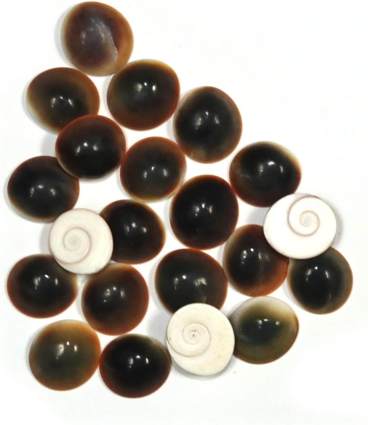 ASHIRWAD Unique Different Gomti Gomati Gomathi River Chakra from Different Rivers Different Countries for Collection Jewlery and Puja (Chakra-2)