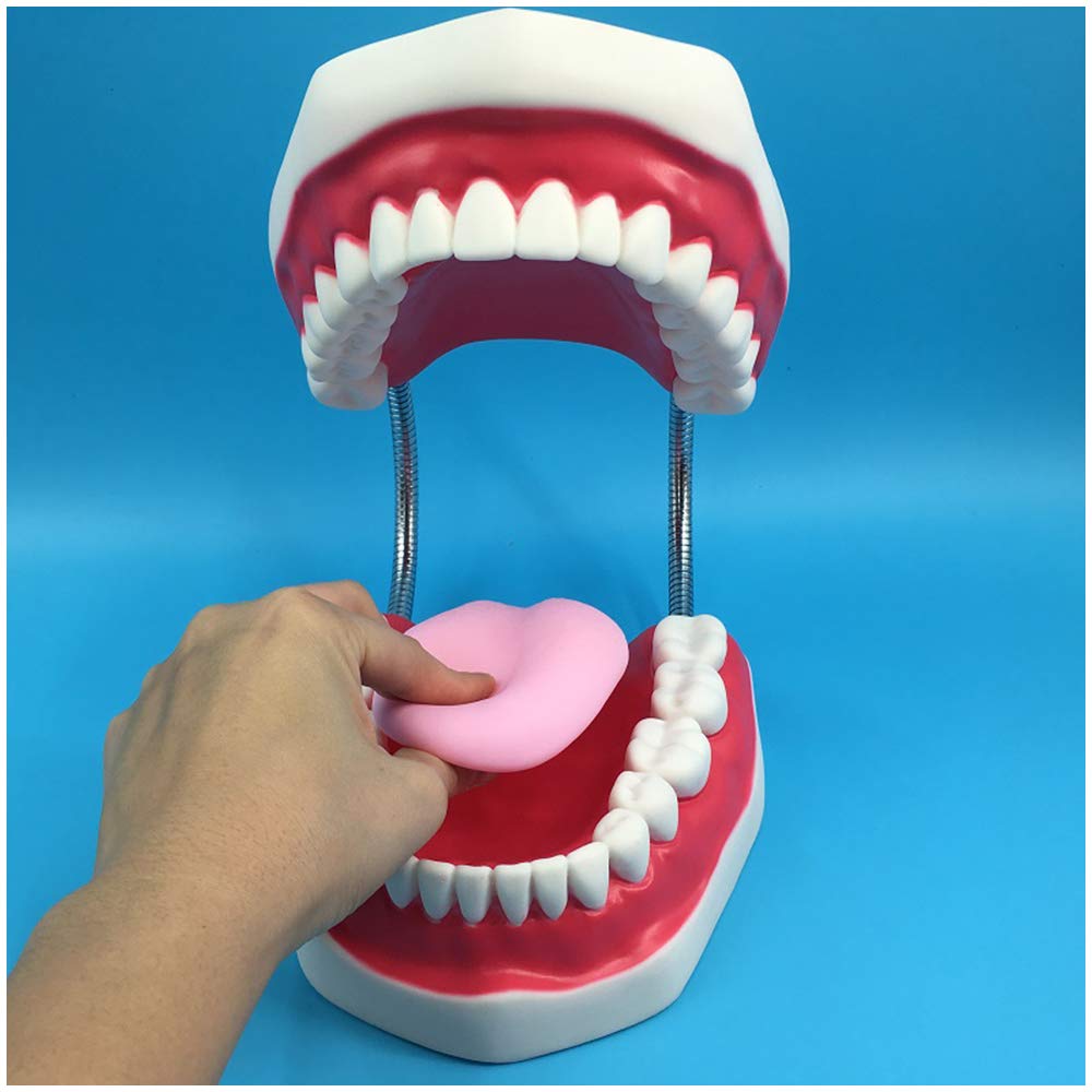 Modello di Studio Anatomico per Tecniche di Spazzolatura Dentale, Aiuto allo Studio per l'Igiene Dentale, Modello Educativo per Studenti e Professionisti