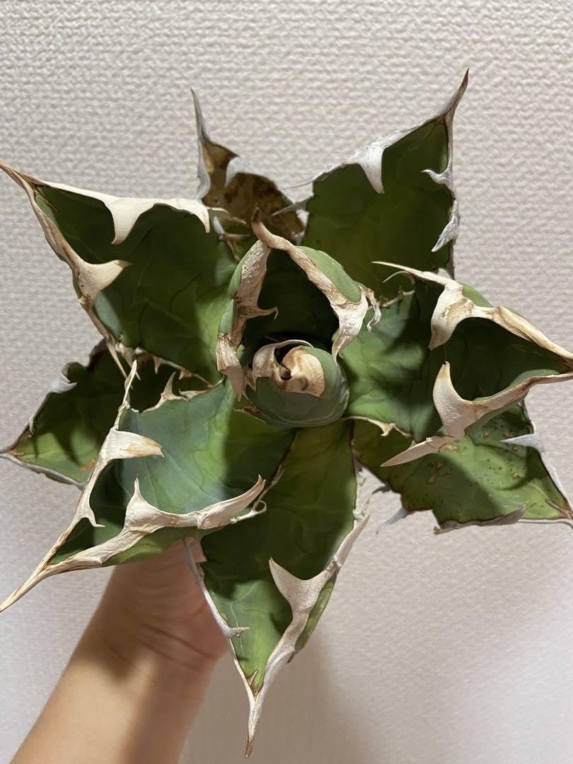 オアハカ オテロイ 現地株 coyote 宇多田さん 【公式通販】