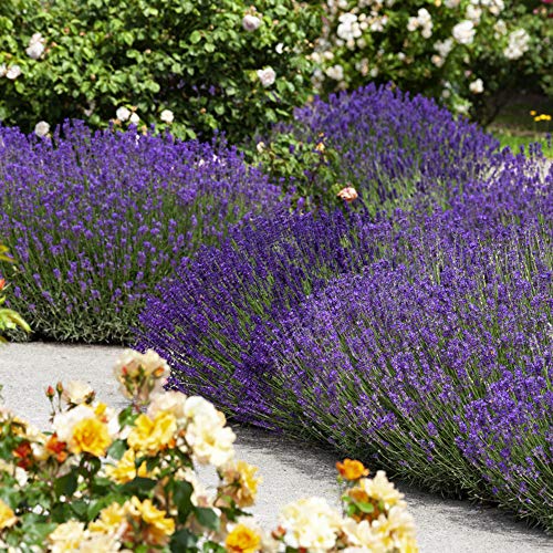 Outsidepride Lavandula Angustifolia True Lavender English Herb Garden Plant Seed - 5000 Seeds #TOP1