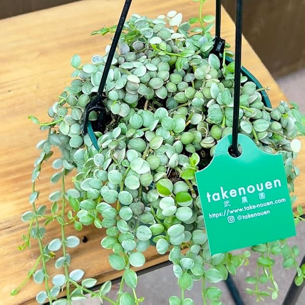 Amazon｜おしゃれ 観葉植物：ディスキディア ヌンムラリア