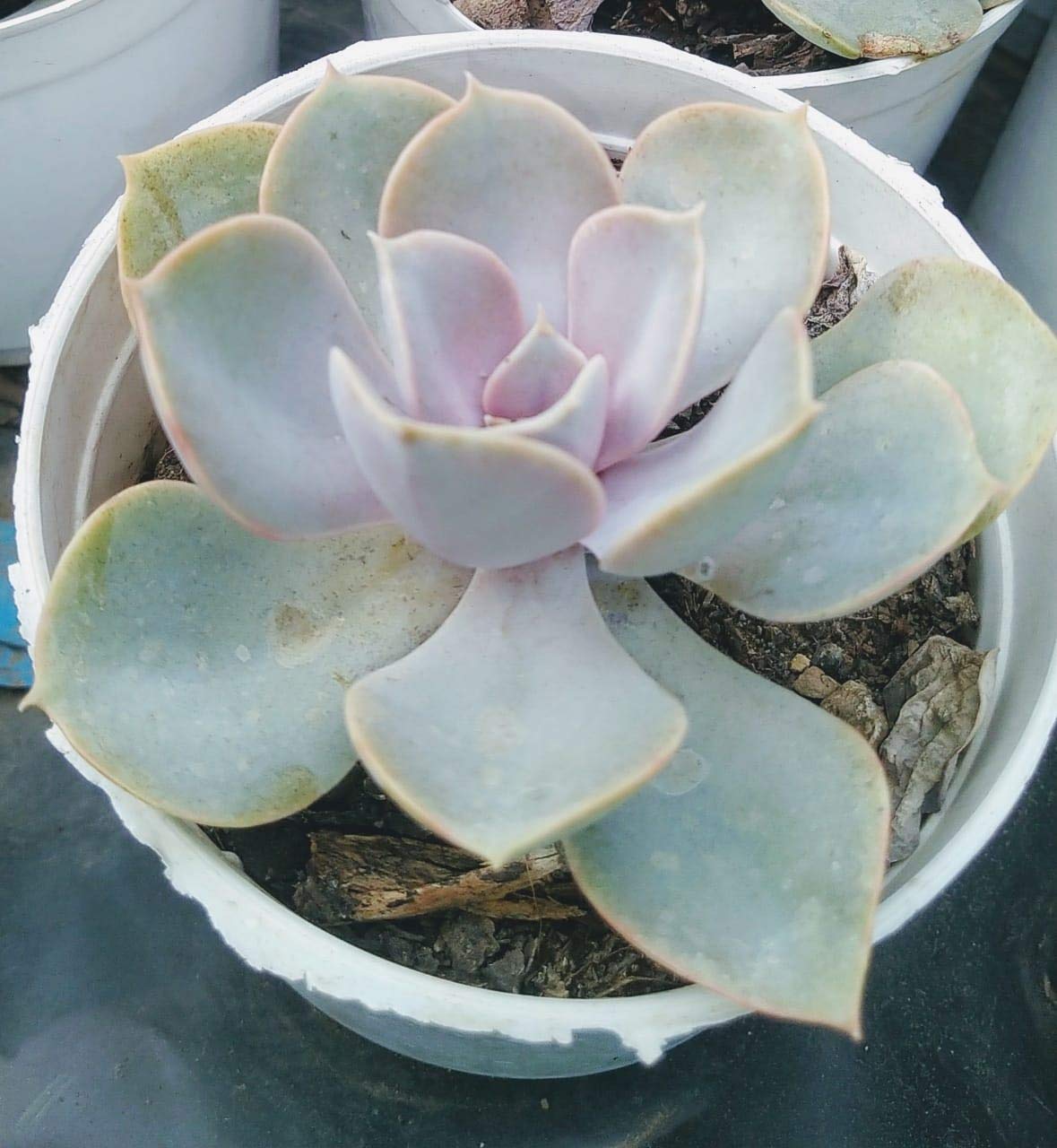 Guruji Plantation - Laxmi Kamal, Lakshmi Kamal Succulent Live Plant Graptopetalum macdougallii with Pot. (B08LGHC9H4) Amazon Price History, Amazon Price Tracker