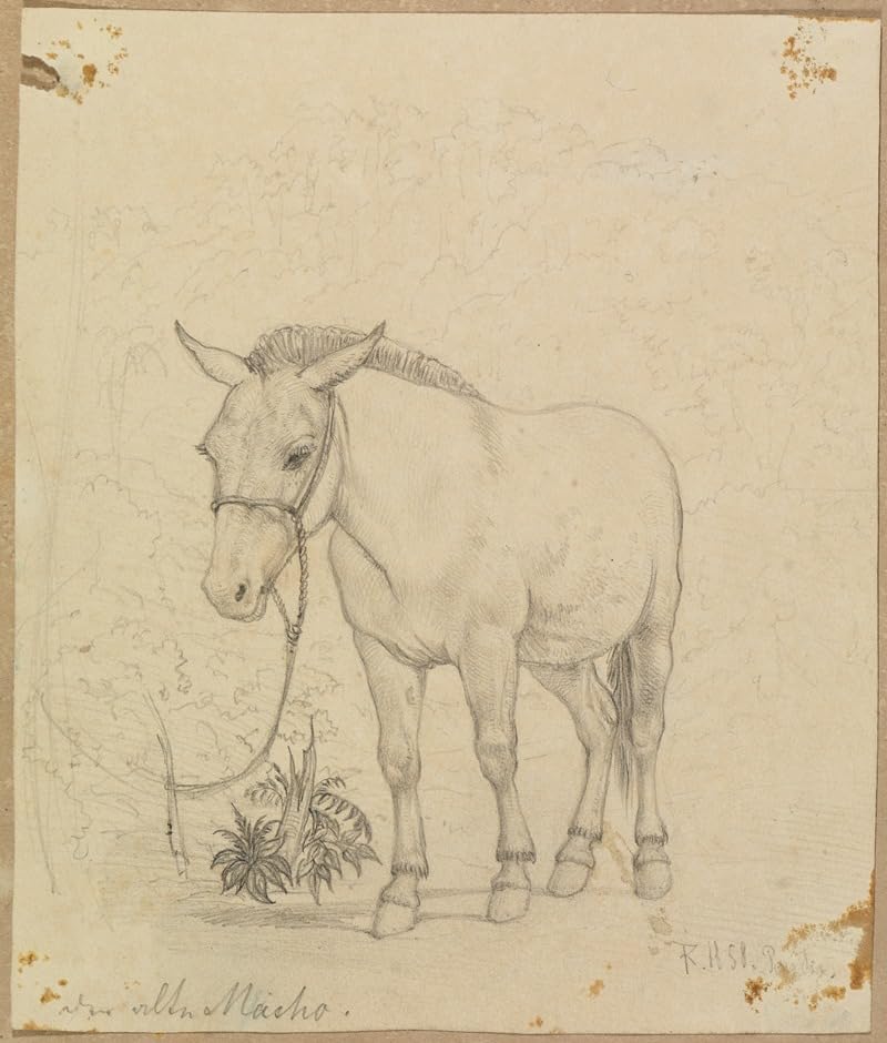 Studie 'der alte Macho' von vorne leicht seitlich (1858) plakat wydruk autorstwa Ferdinanda Kellera (24 x 36)