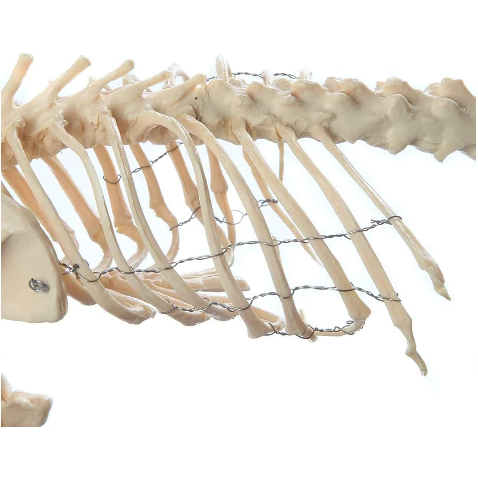 model anatomiczny, Model kości szkieletu psa, nauczania anatomii zwierząt psów, szkielet z PVC, anatomiczny dla biologii człowieka, weterynaryjne narzędzie demonstracyjne