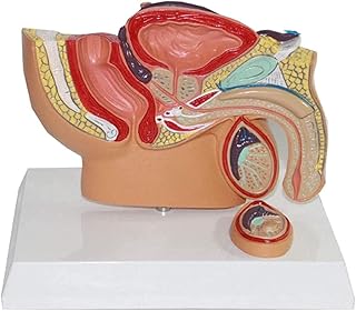 男性前立腺モデル身体モデル骨盤精巣前立腺モデル研究前立腺モデル教育モデル骨格モデル