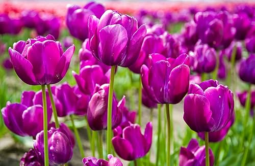 20 bulbos de tulipán púrpura frescos para plantar, fáciles de cultivar, fabricados en EE. UU., Se envía desde Iowa