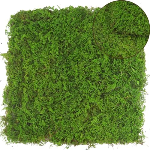 FAICOIA 2 Pcs Preserved Sheet Moss for Potted Plants 2 sq