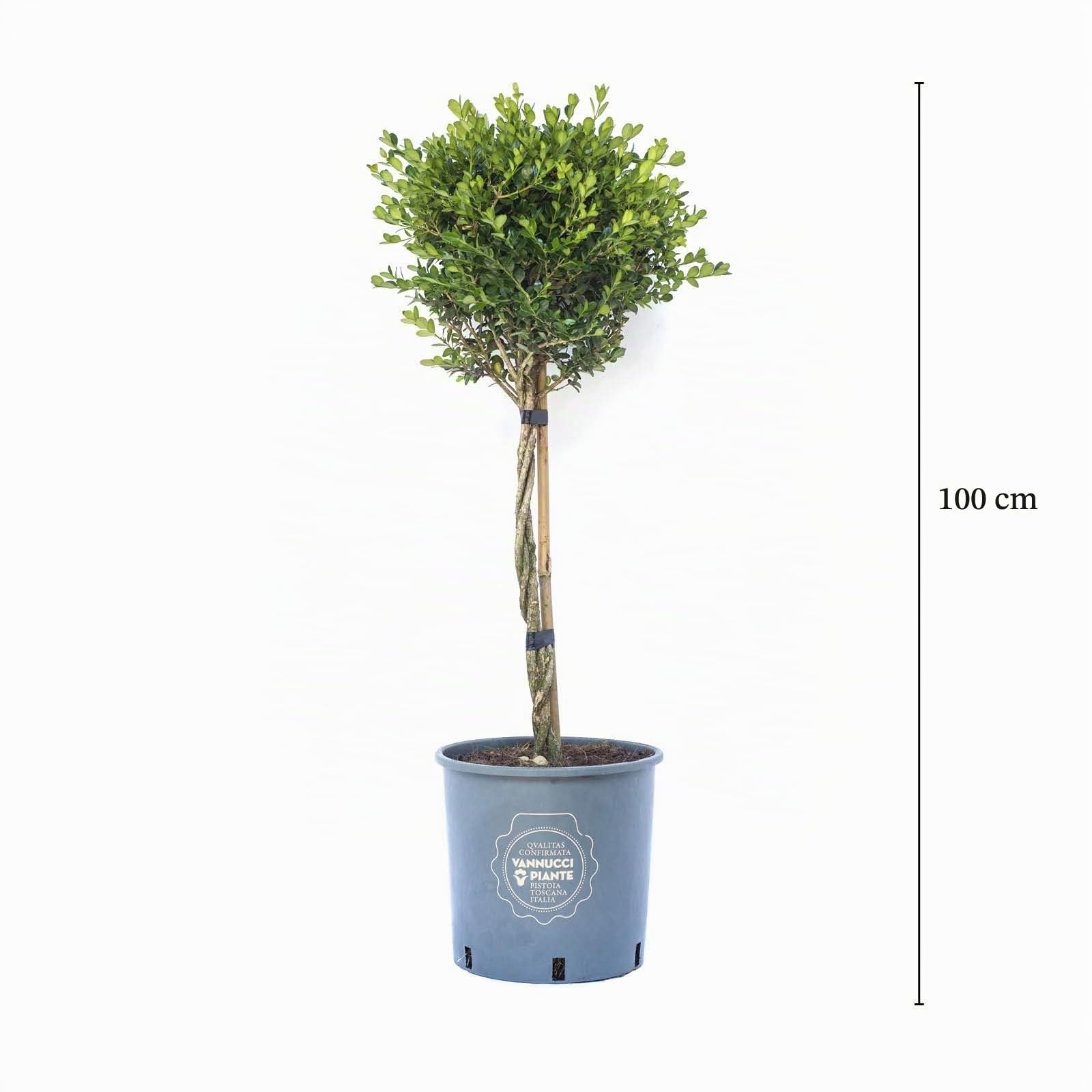 Vannucci Piante - Buxus microphylla 'Faulkner', Bosso, Pianta da terrazzo, Pianta formata, Mini alberetto