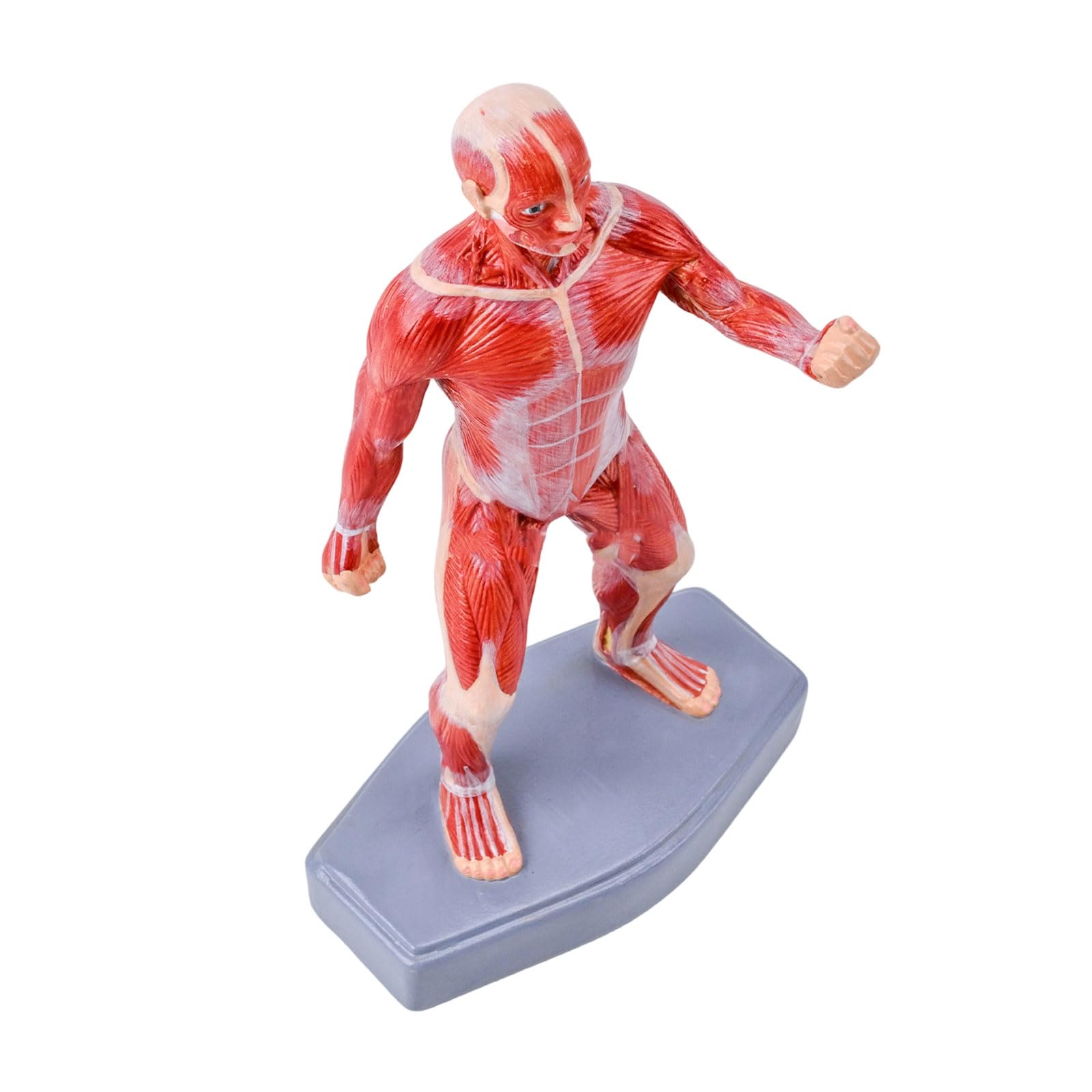 Interaktywny model nauczania medycyny pokazuje ludzkie mięśnie szkieletowe idealne do szkół, szpitali i edukacji zdrowotnej, narzędzie edukacyjne do anatomii
