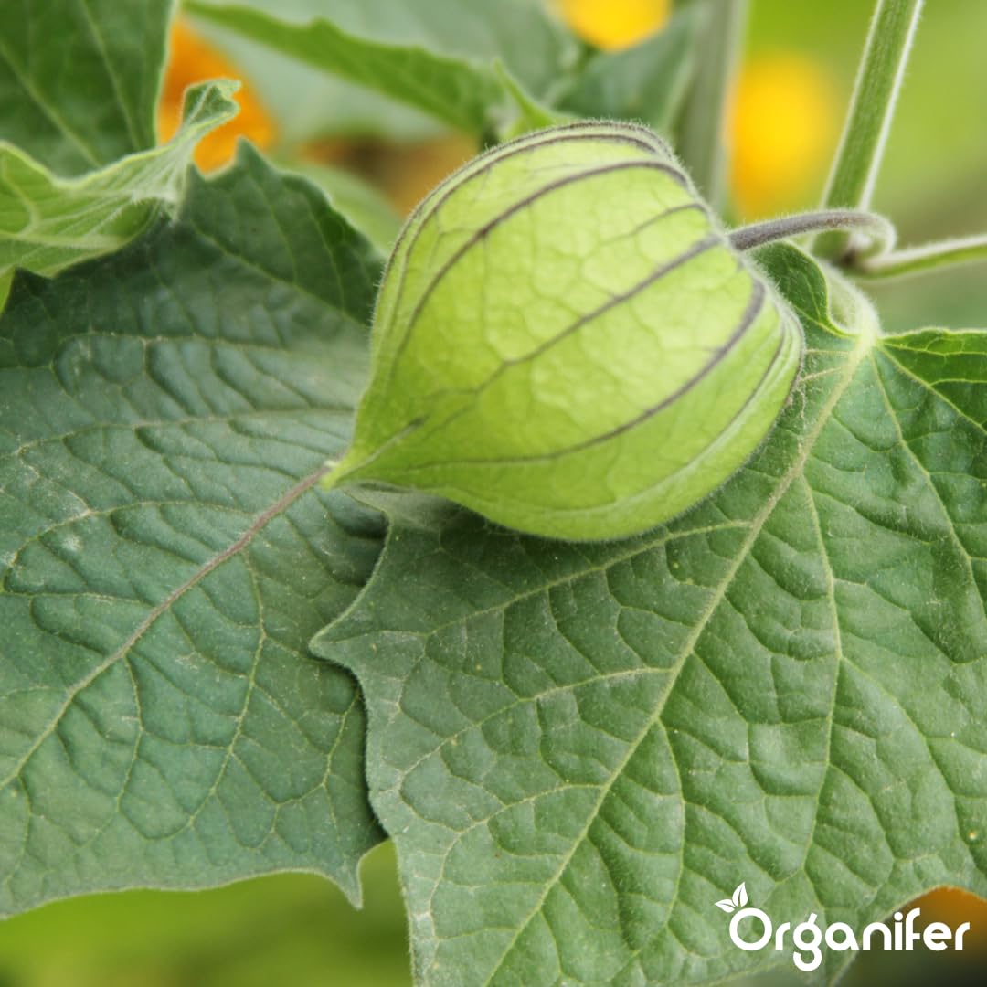 Physalis Nawóz Organiczny Do Roślin Owocowych - 10L - NPK 2-1-8 | Zdrowe Liście - Silne Korzenie I Wysoka Plonność - Organifer