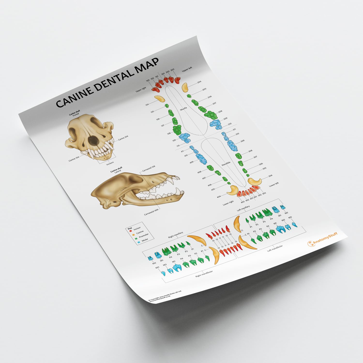 AnatomyStuff Canine Dental Map Poster/Diagramm, 24 x 60 cm, 45,7 x 61 cm, Hundezahnanatomie, Tierzahnmedizin-Diagramm, Tierarzt-Poster