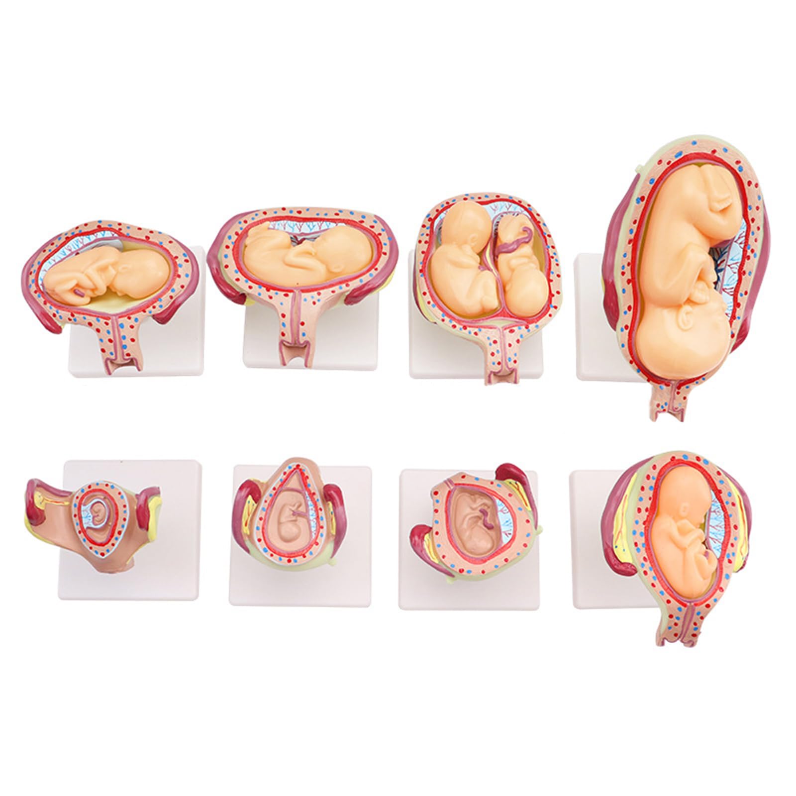 YRQMGSF Fetus Gestation Development Cycle Model - Human Embryo Development Model - for Teaching Medical Explanation,Flesh,11cm
