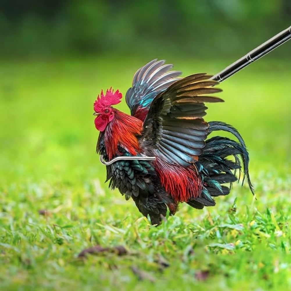 Attrape-poulet Télescopique En Acier Inoxydable - 2 En 1 Avec Crochet Et Filet, Longueur 42-150 Cm, Pour Volailles, Oiseaux, Poissons