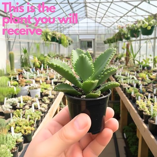 Miniatura 2 de Mother of Ththousands Kalanchoe - Suculenta viva en maceta de 4 pulgadas  Planta de interior de bajo mantenimiento  Ideal para colecciones, regalos