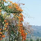 300 Piezas Semillas De Pirostegia Venusta - Plantas Raras, Decoración De La Sala Plantas Resistentes Para Jardín, Flores Resistentes. Decoración De Jardín Para Exterior, Plantas De