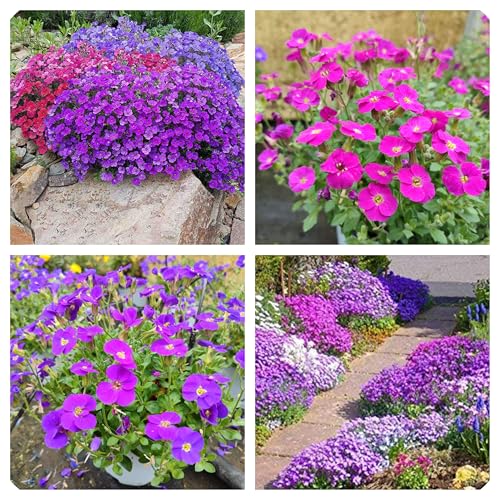 Semi Di Aubrieta Crescione, Seme Aubretia fiori Perenni per Giardino Roccioso, Multicolore, Resistenti al Freddo, 500 Semi, Aubrieta seeds