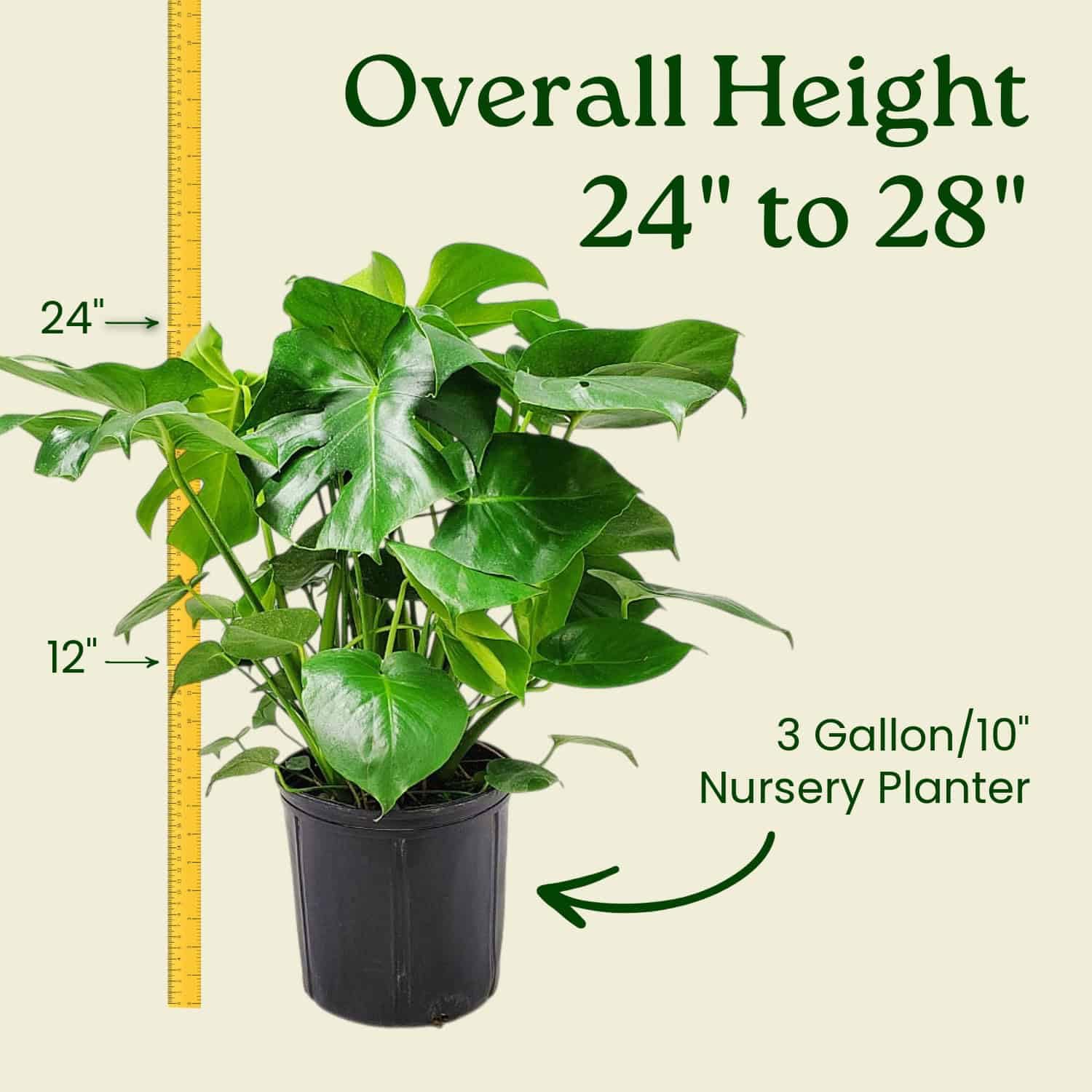 Amazon.com : Monstera Deliciosa Plant - Swiss Cheese Split Leaf  Philodendron Plant - Large Plant - Overall Height 24" to 28" - Tropical  Plants of Florida : Patio, Lawn & Garden