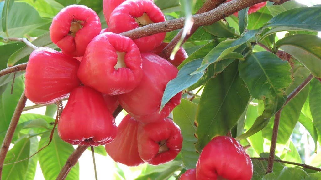 See full amazon price history chart for OhhSome 1 Healthy Rare Live Plant Rose Water Apple Tropical Tasty Fruit Seedling Plant OhhSome 1 Healthy Rare Live Plant Rose Water Apple Tropical Tasty Fruit Seedling Plant (B09N95DCTC) Amazon Price History, Amazon Price Tracker
