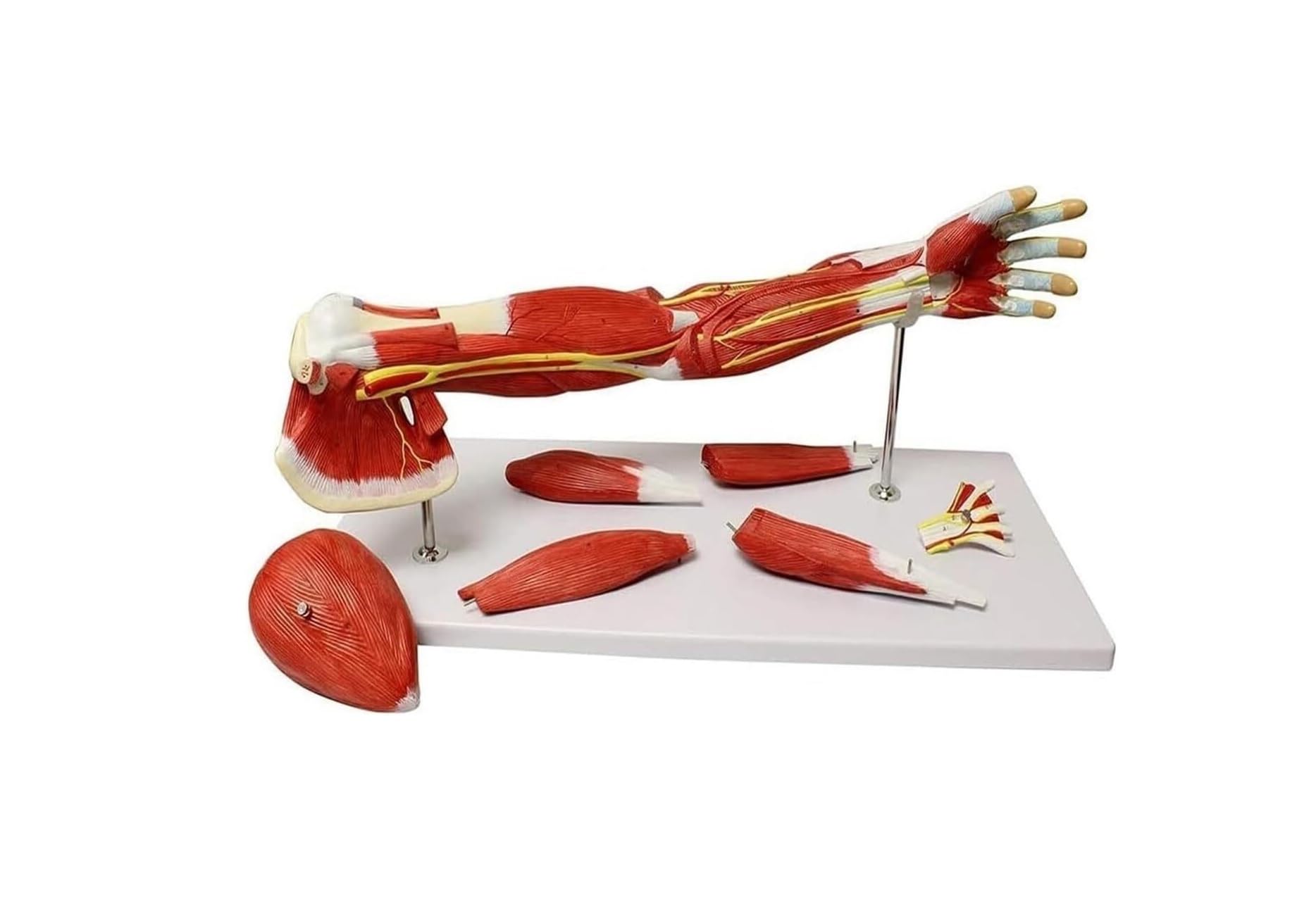 Model anatomiczny ludzkiego lewego ramienia 71 cm – naturalnej wielkości mięsień kończyny górnej, więzadło nerwu naczyniowego, narzędzie do nauczania