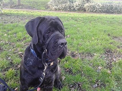 dogmatic headcollar amazon