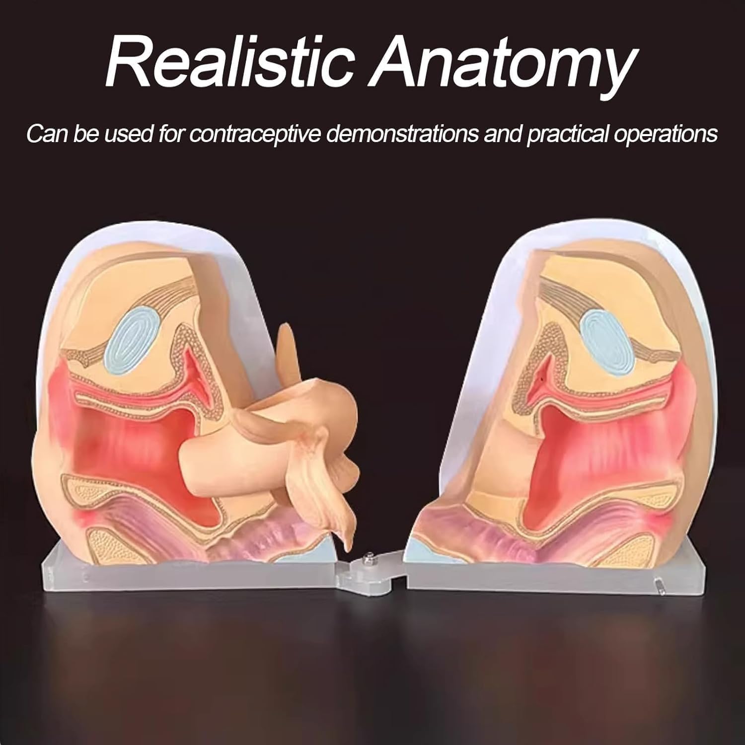 Utero Femminile Umano e Modello dell'ovaio, Modello ginecologico di Guida contraccettiva di Struttura Anatomica accurata