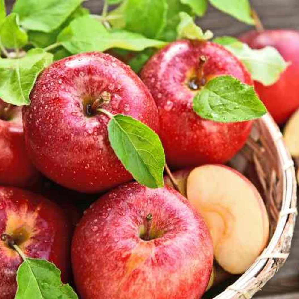 Gala Apple Tree Live Plant for Planting, Bareroot, 2-3 Feet Height, Apple Plant Live for Planting, Live Apple Tree Plant, Sweet Apple Fruit Tree, Dormant