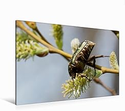 Premium - Lienzo de tela (120 x 80 cm, horizontal, con diseño de rosas (Cetonia aurata), color dorado brillante