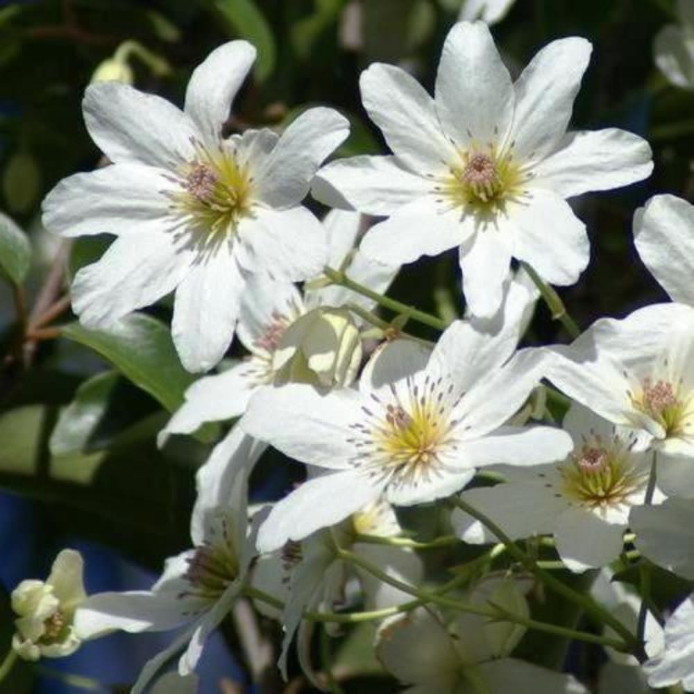 White Clematis Vine Plant Live for Planting, Clematis Plant Live in 2.5 Inches Pot, Clematis Flowers Perennial