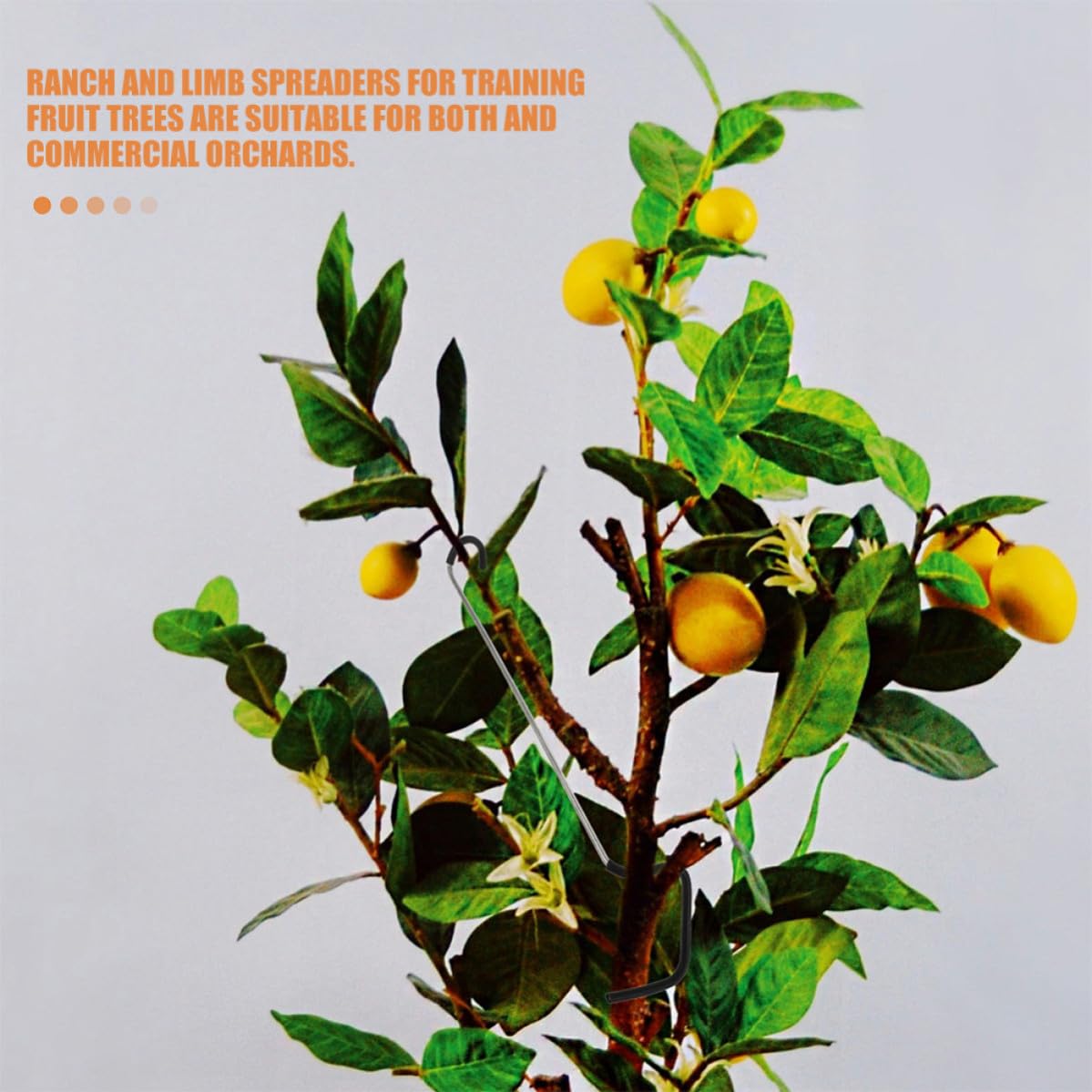 Obstbaum Zweigspreizer Schwarzer Zweig- und Astspreizer 20 Stück zur Erziehung von Obstbäumen aus Galvanisiertem Stahl im Garten und Gewerblichen Obstplantagen