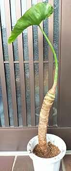 61FW50yDSwL._AC_UF350,