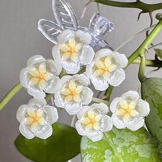 hoya - zimmer winterharte stauden mehrjährig porzellanblume gewächshaus balkon exotische 100samen