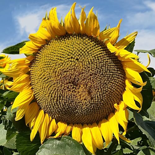 TnT Seed Company Mammoth Grey Stripe Sunflower Seeds for Planting 5 lb Bulk Bag Giant Sunflowers for Gardens & Food Plots Supports Bees Pollinators Birds Wildlife & Deer
