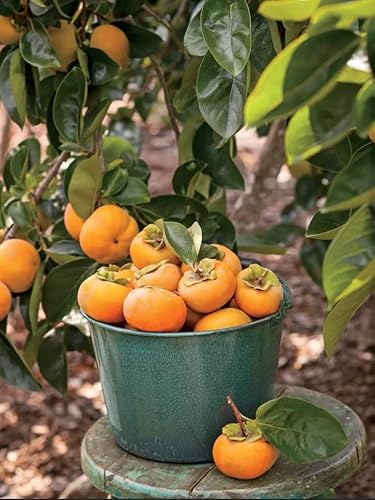 2 American Persimmon Plant Tree Live, 1 To 2 Year Old, 18 Inches Tall, Perennial Outdoor Planting #TOP15