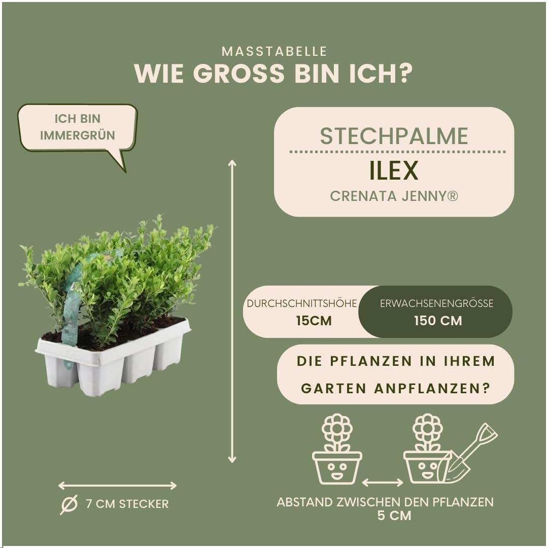 Plants By Frank - 48x Ilex Crenata Jenny - Hulst - Haagplanten - Pot 7 Cm