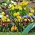 Victorian Garden Border Fencing Set by Pure Garden