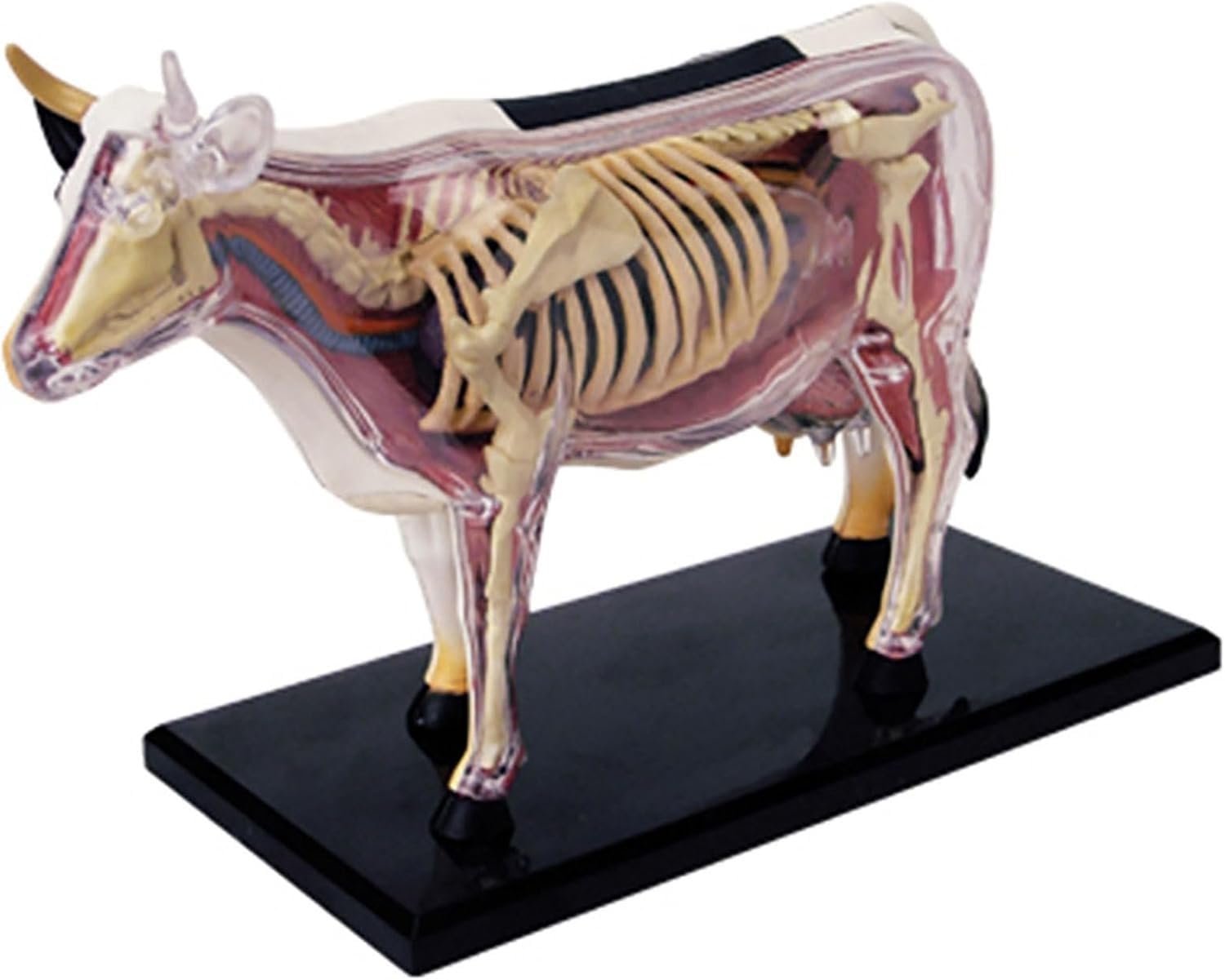 AGRUOPNC 4D Cow Anatomy Model - Animal Skeleton, Detachable Biology, 29 Pieces for Veterinary Clinic Pets Training School Teaching Demonstration