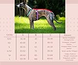 EDEL&SCHNELL Whippet Galgo Greyhound Windhund Hundegeschirr dunkelrot Größe S Geschirr für kleine Hunde aus Samt mit Leine