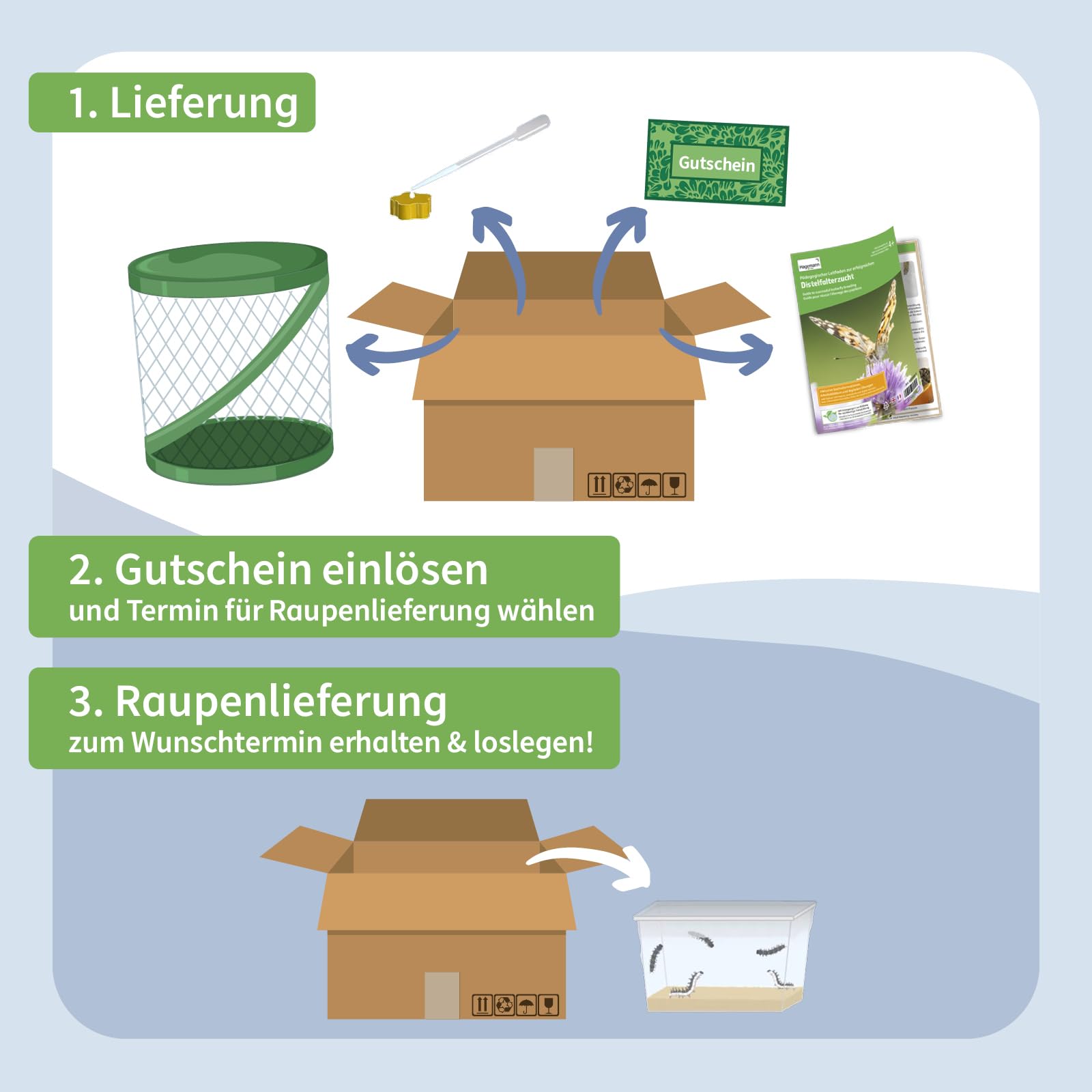 Hagemann Schmetterlingszucht-Set, Starter (mit Gutschein für 5-7 Raupen) | Entwicklung von der Raupe zum einheimischen Distelfalter beobachten | Inklusive Lernmaterialien