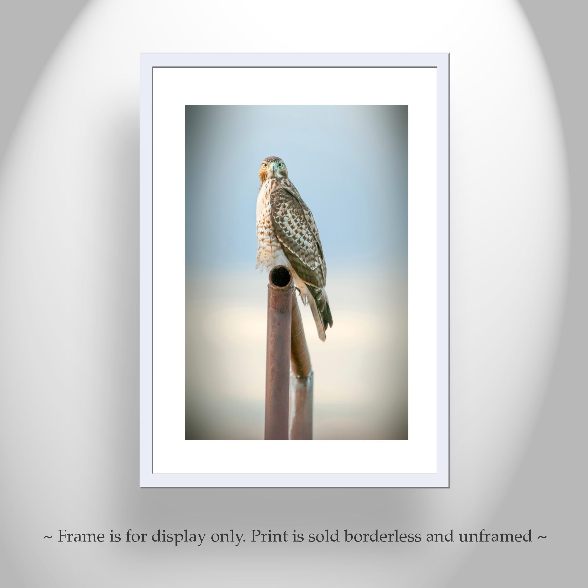 Red Tail Hawk Art Photography Print | Minimalist Bird Wildlife Decor for Home | Tucson Arizona Birds