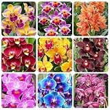 110+ Mix Orchid Seeds for Planting in Home Garden - Non-GMO Heirloom Plant Seeds Garden Outdoor