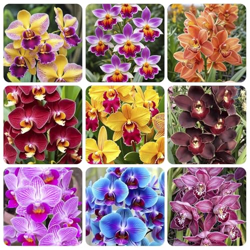 110+ Mix Orchid Seeds for Planting in Home Garden - Non-GMO Heirloom Plant Seeds Garden Outdoor