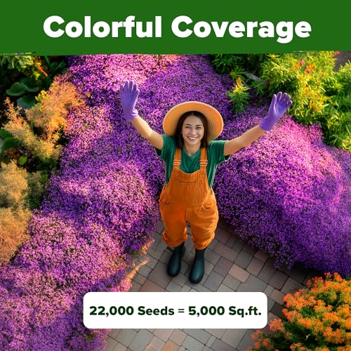 Image of HOME GROWN Purple Creeping Thyme Seeds Non-GMO Ground Cover Flowers 22000+ Edible Herb Seeds for Planting Lawns & Paths 3g Perennial Thymus serpyllum